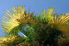 Palmes