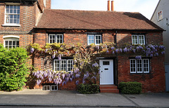 Wisteria