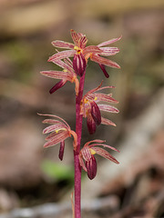 Corallorhiza striata var. striata (Striped Coralroot orchid)