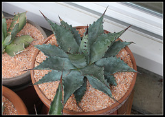 Agave montana Blue Ocean (3)