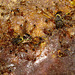 Bees and Ants IMG_2113
