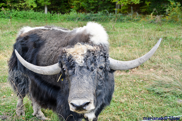 Yak