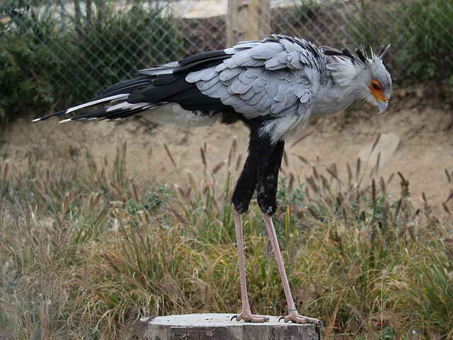 Messager serpentaire, Parc des Oiseaux, Villars-les-Dombes (Ain)