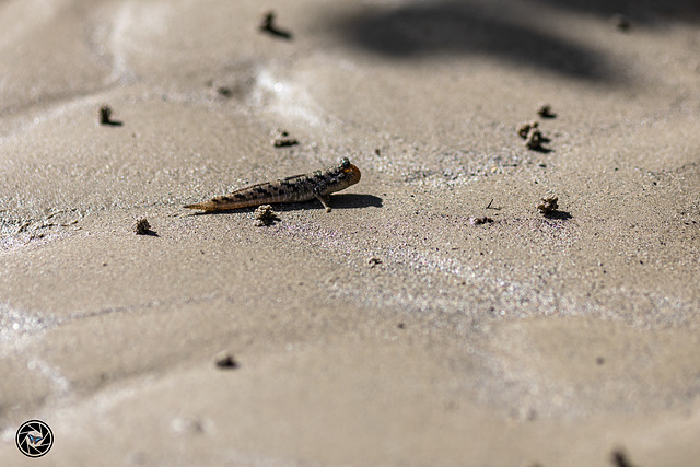 Mudskippers - Fish that live on land