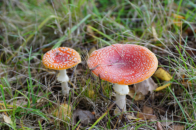 Amanita muscaria