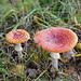 Amanita muscaria