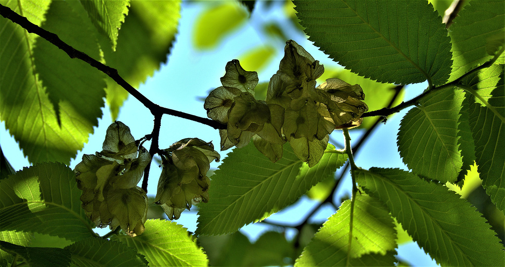 Leaves And Light. Shadows And Shapes