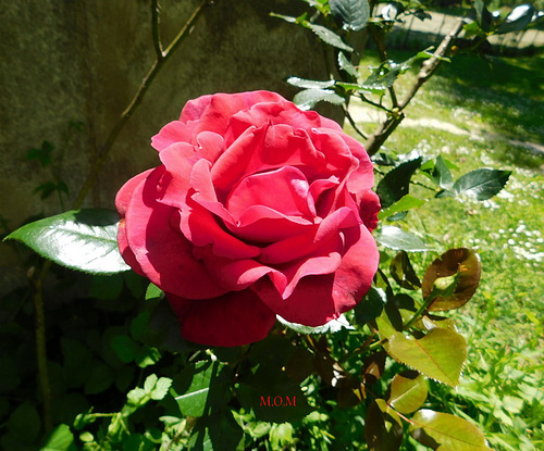 Rose pour vous*****************