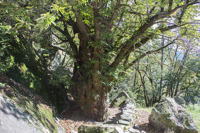 Val Maggia