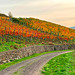 Herbst in den Weinbergen