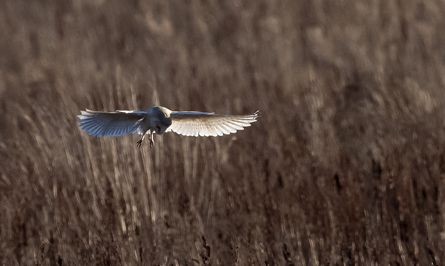 barn owl