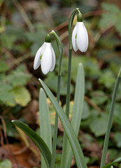 Year of the Snowdrop