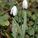 Year of the Snowdrop