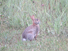 Eastern cottontail