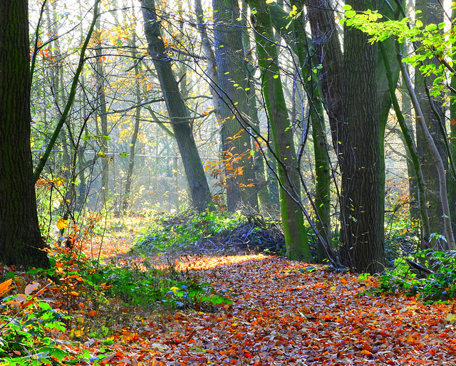 Autumn hike