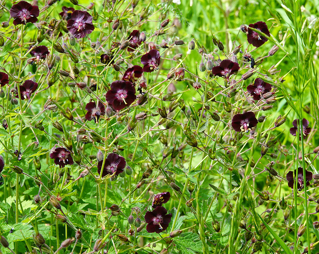 Dusky Cranesbill