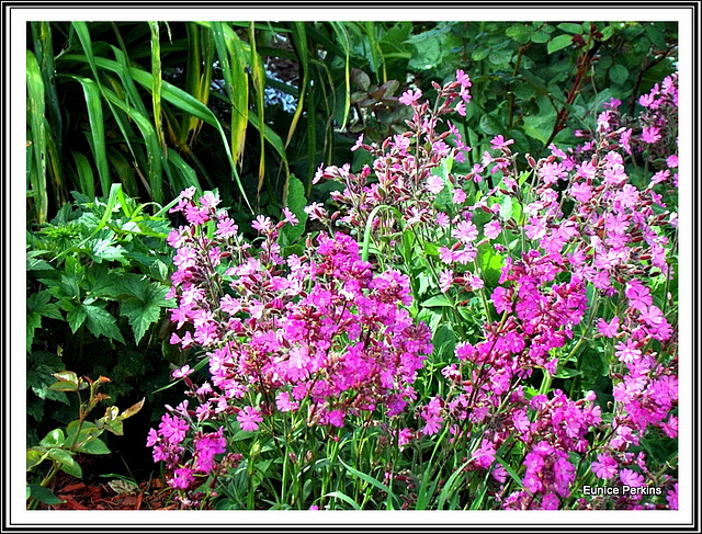 In A friend's Garden