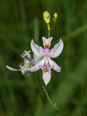 Calopogon pallidus (Pale Grass-pink orchid)