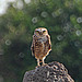 Never try to outstare a Burrowing Owl.