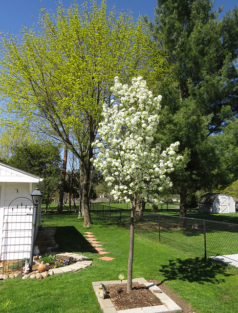 Spring in our yard