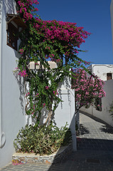 Rhodes, Flower Bed on the Wall in Lindos