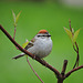 Chipping Sparrow