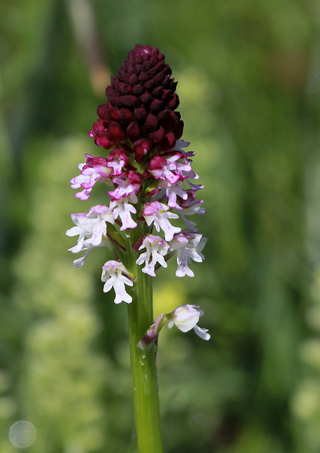 Orchis brûlé