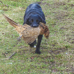 I told you I was a trained gundog!