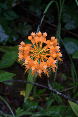 Platanthera ciliaris (Yellow Fringed orchid)