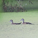 Juvenile wood ducks (Aix sponsa)