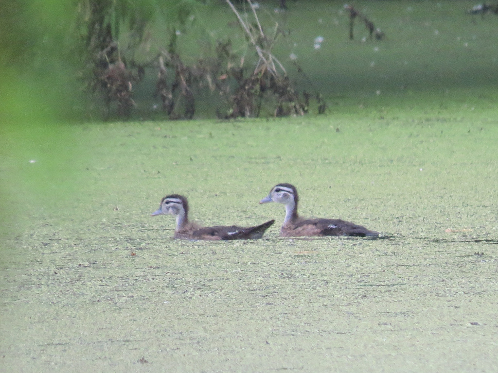 Juvenile wood ducks (Aix sponsa)