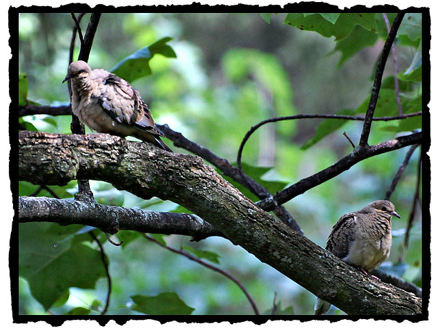 Mourning doves