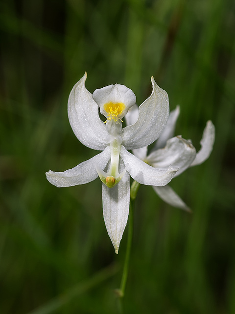 Calopogon pallidus (Pale Grass-pink orchid)