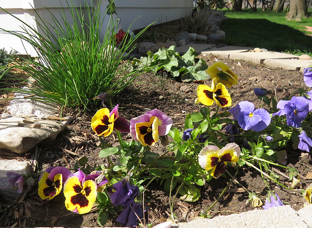 Rhubarb, Chives & Pansies