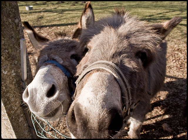 Mememe donkeys II