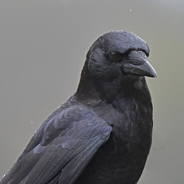 American Crow