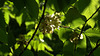 Leaves And Light. Shadows And Shapes