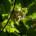 Leaves And Light. Shadows And Shapes