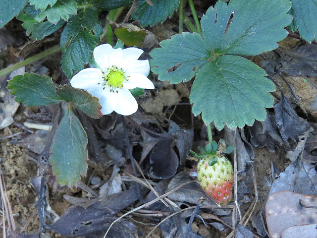 Strawberry flower & fruit