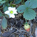 Strawberry flower & fruit