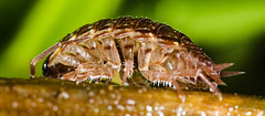 Woodlouse IMG 7047