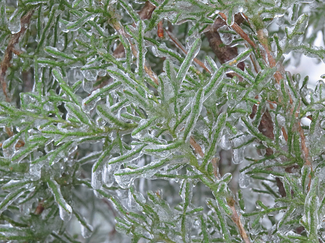 Ice on a juniper branch