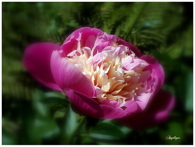 Pivoine ************Bonne semaine à tous !