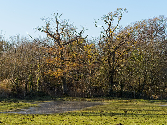 Trees