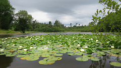 Hensol Pond