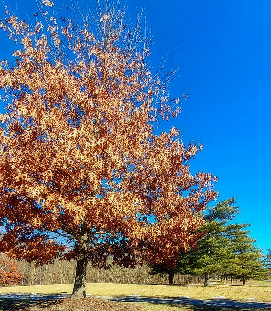 Red oak.