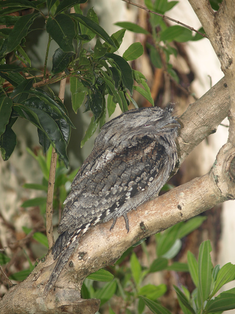 Frogmouth 012015 21