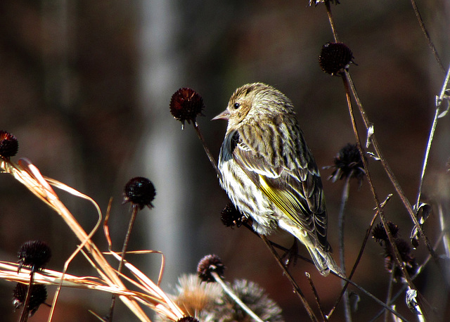 Pine Siskin