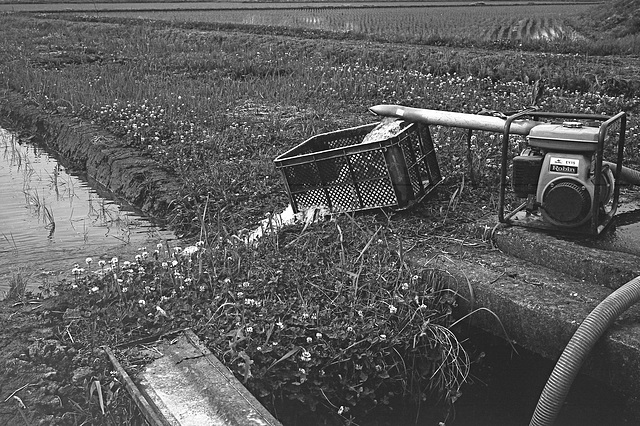 Irrigating paddies