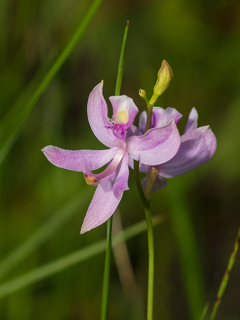 Calopogon pallidus (Pale Grass-pink orchid)